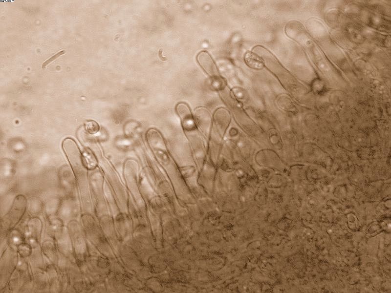 Tubaria furfuracea       (Pers.)     Gillet